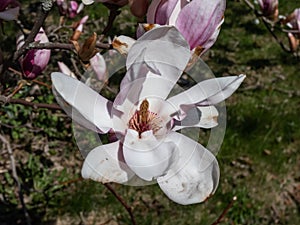 The saucer magnolia - Magnolia Ãâ soulangeana Magnolia denudata Ãâ Magnolia liliiflora flowering with large, early-blooming